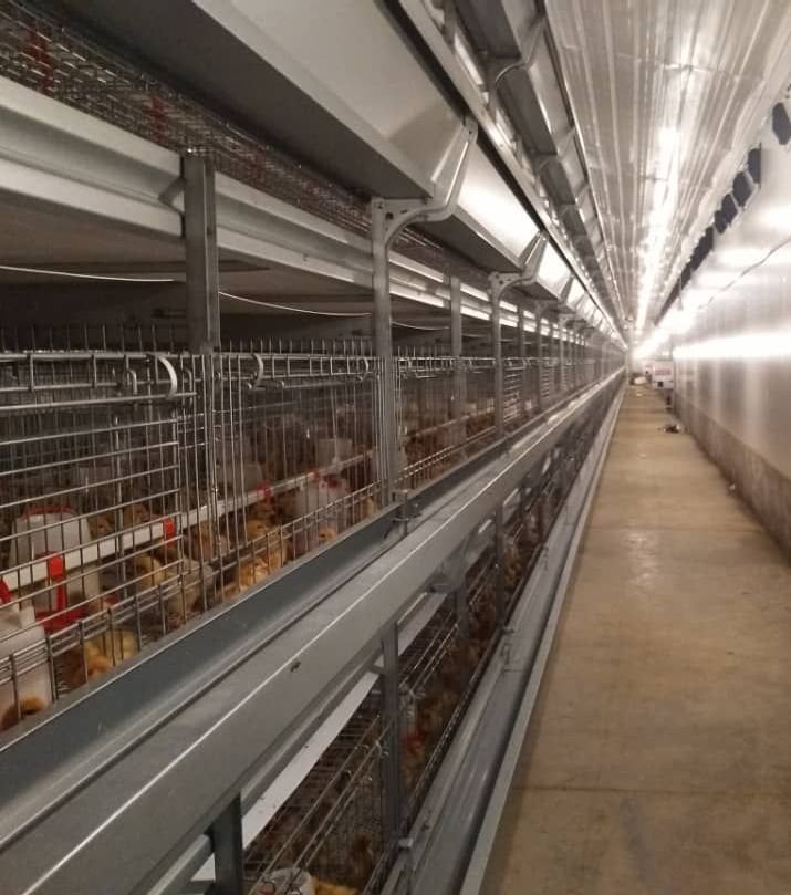 Птичник с клеточным оборудованием